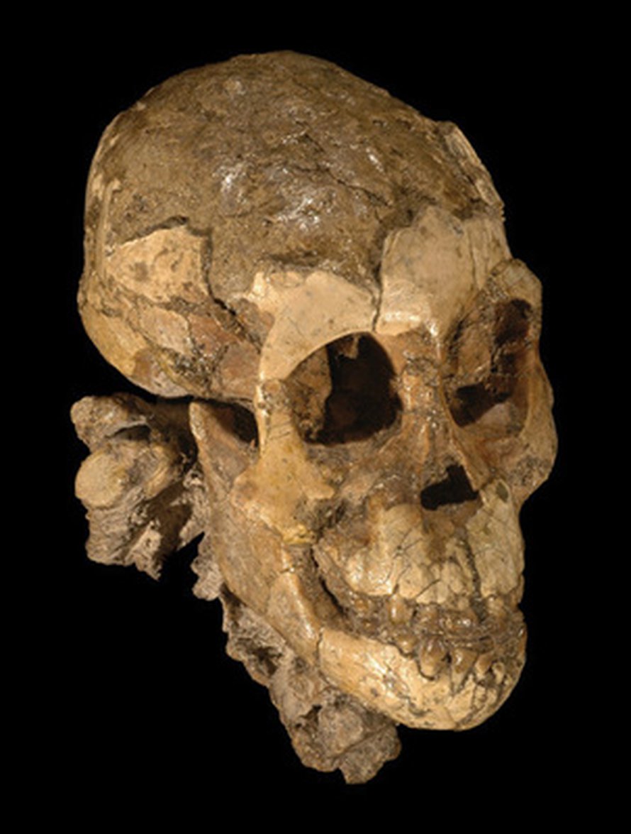 <i>Australopithecus afarensis</i> -lapsen kallo. Kuva: <span class="photographer">Zeresenay Alemseged.</span>