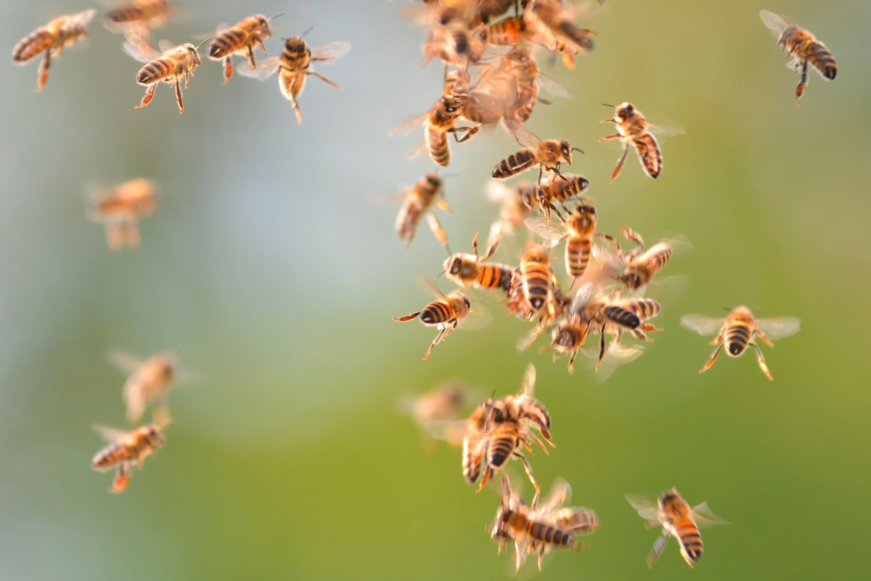 Demokratian mestareita ovat mehiläiset. Päätöksentekoa ohjaa koko kollektiivin paras. Kuva: Shutterstock