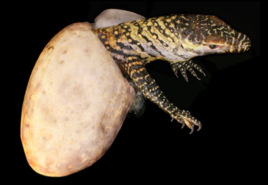 Partenogeneettisesti syntynyt liskonpoikanen kuoriutuu. Kuva: <span class="photographer">Ian Stephen.</span>
