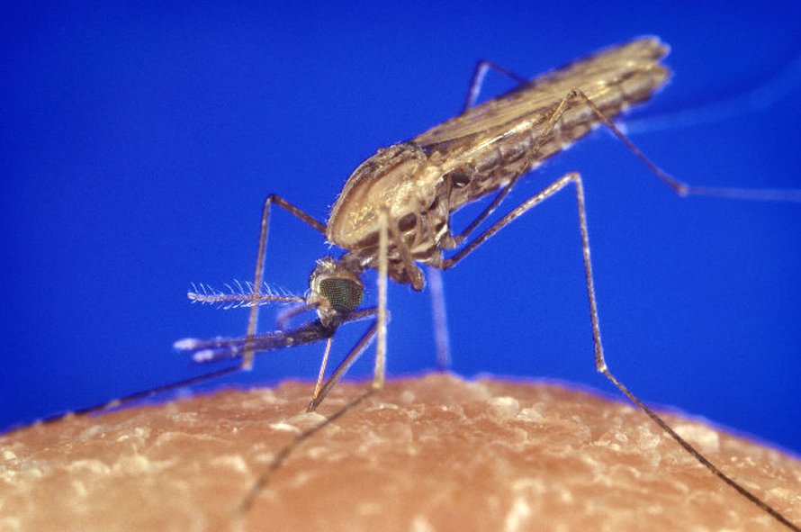 Malariaa levittävä Anopheles gambiae -hyttynen. Kuva: <span class="photographer">James Gathany</span>