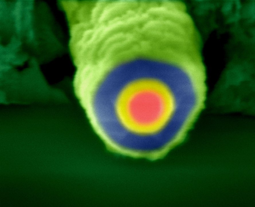 Pyyhkäisyelektronimikroskoopilla otettu kuva nanojohtimesta.
Kuva: <span class="photographer">B. Tian, Lieber Group, Harvard University.
</span>