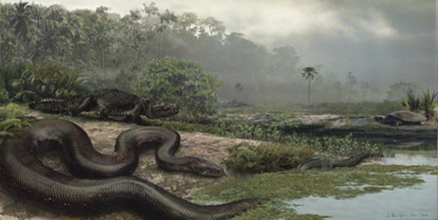 Taiteilijan näkemys Titanoboa cerrejonensis -käärmeestä. Boakäärme vietti ilmeisesti suuren osan elämästään veden äärellä. Kuva: <span class="photographer">Jason Bourque, University of Florida.</span>
