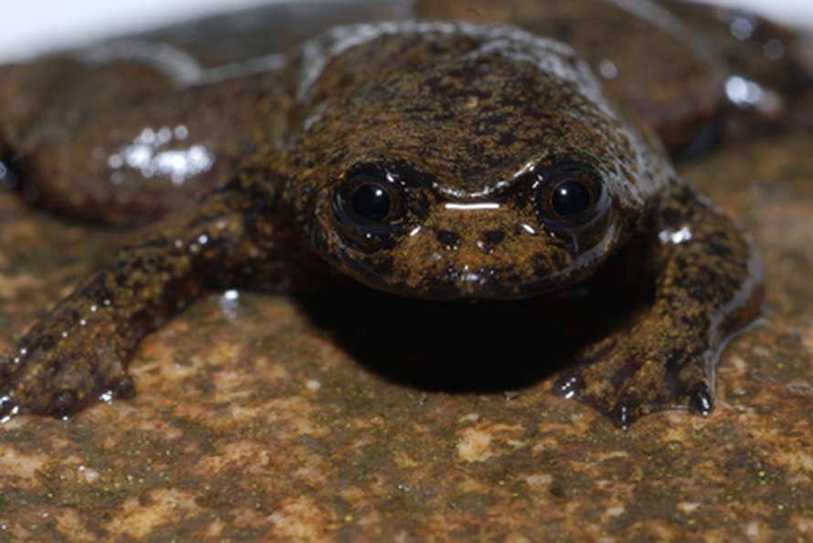 Keuhkoton sammakko <I>Barbourula kalimantanensis</I>. Kuva: <span class="photographer">David Bickford</span>