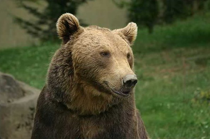 Kuva: <span class="photographer">Wikimedia Commons</span>