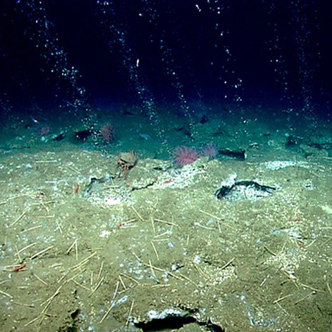 Metaania kuplii 425 metrin syvyydessä Virginian edustalla. Kuva: <span class="photographer">NOAA Okeanos Explorer Program, 2013 Northeast U.S. Canyons Expedition </span>