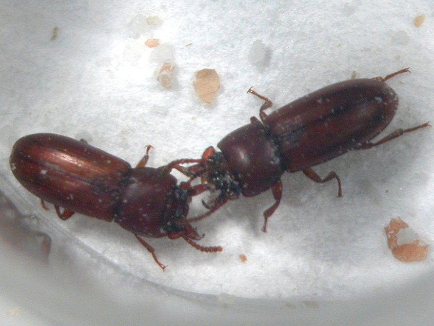 Kaksi urosjauhokuoriaista (Gnathocerus cornutus)
taistelun tuoksinassa.