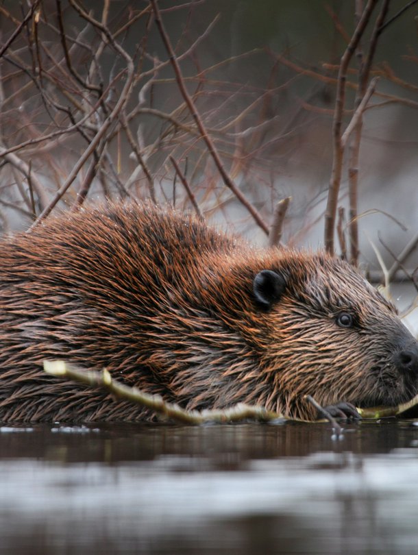 Keväällä on parhaat mahdollisuudet nähdä majava liikkeellä valoisaan aikaan.