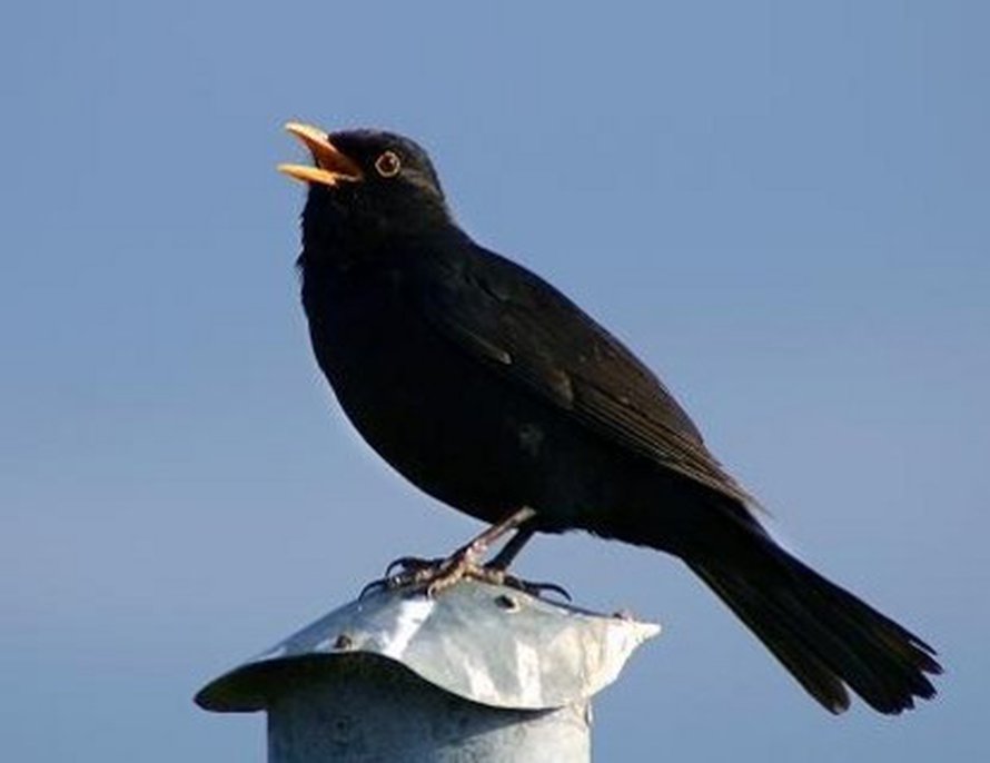 Mustarastas on tavallisimpia laululintuja. Kuva: <span class="photographer"><A HREF=http://en.wikipedia.org/wiki/Image:Solsort.jpg>Wikimedia Commons</A></span>