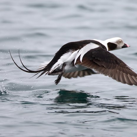 Allikoiras matkaa tundralle pesäpuuhiin. Kuva: <span class="photographer">Getty Images</span>