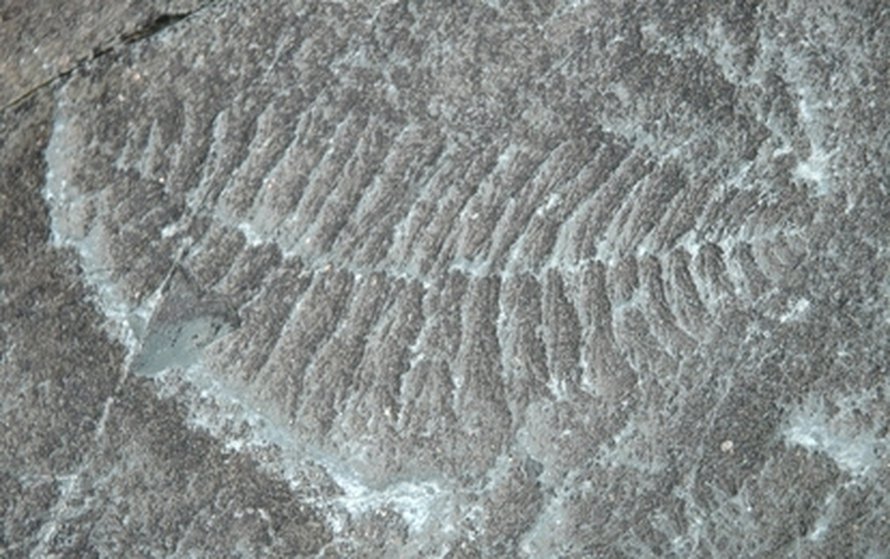 Kanadan Newfoundlandista löytyneen, varhaisella ediacarakaudella eläneen <i>Fractofusus andersonin</i> fossiili muistuttaa sulkaa.
Kuva: <span class="photographer">Bing Shen</span>