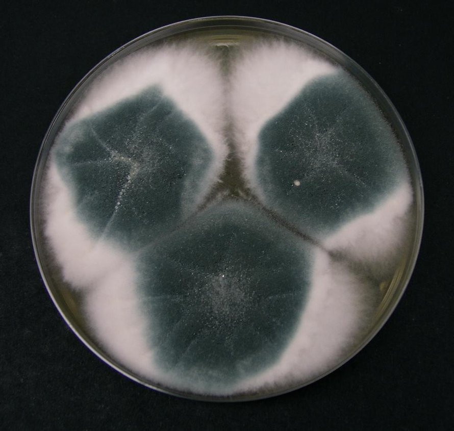 Aspergillus fumigatus -home viihtyy kosteusvaurioissa. Kuva: <span class="photographer">David Midgley / Wikimedia Commons</span>