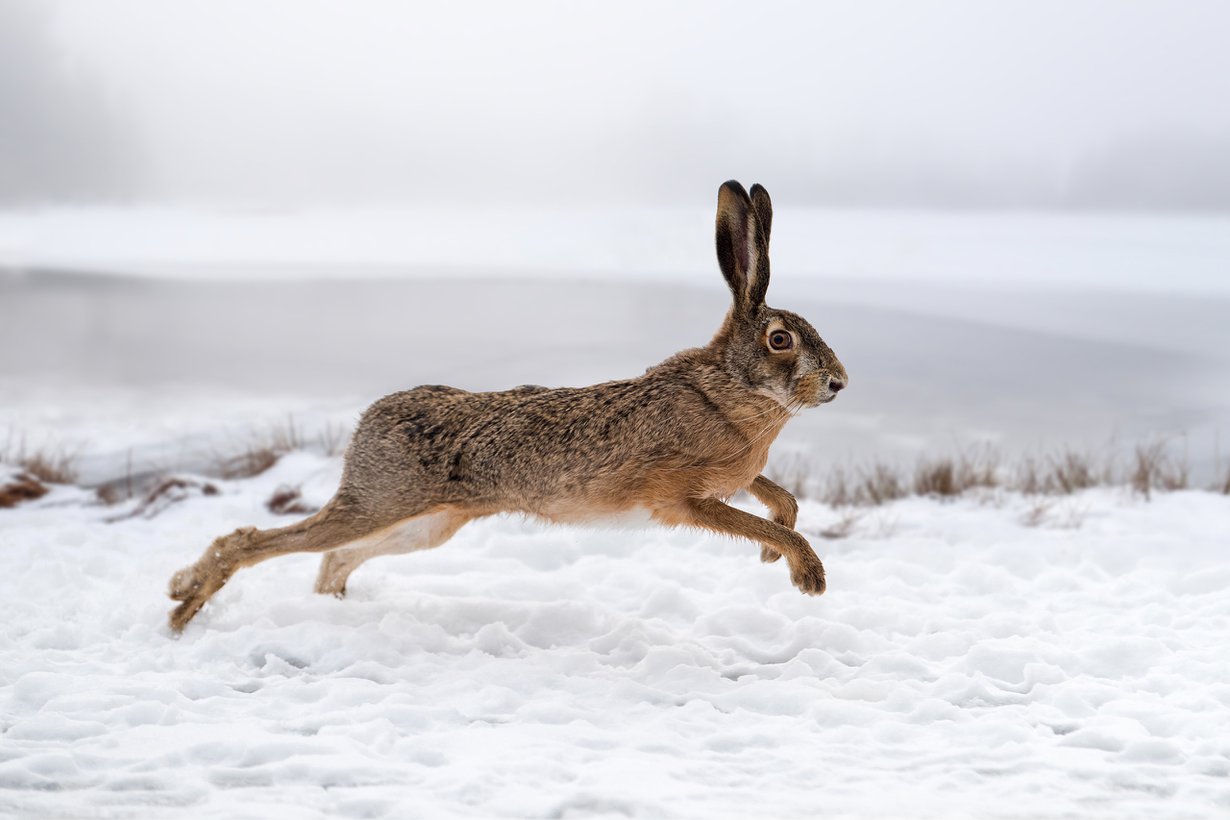 Pinkoo 65 kilometrin tuntivauhtia. Kuva: Getty Images