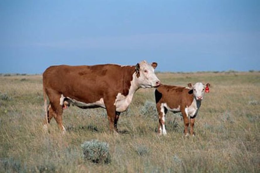Hereford-rotuinen lehmä nimeltä L1 Dominette on ensimmäinen märehtijä, jonka genomi on luettu kokonaan. Kuva: <span class="photographer">Michael MacNeil / USDA Agricultural Research Service Research.</span>