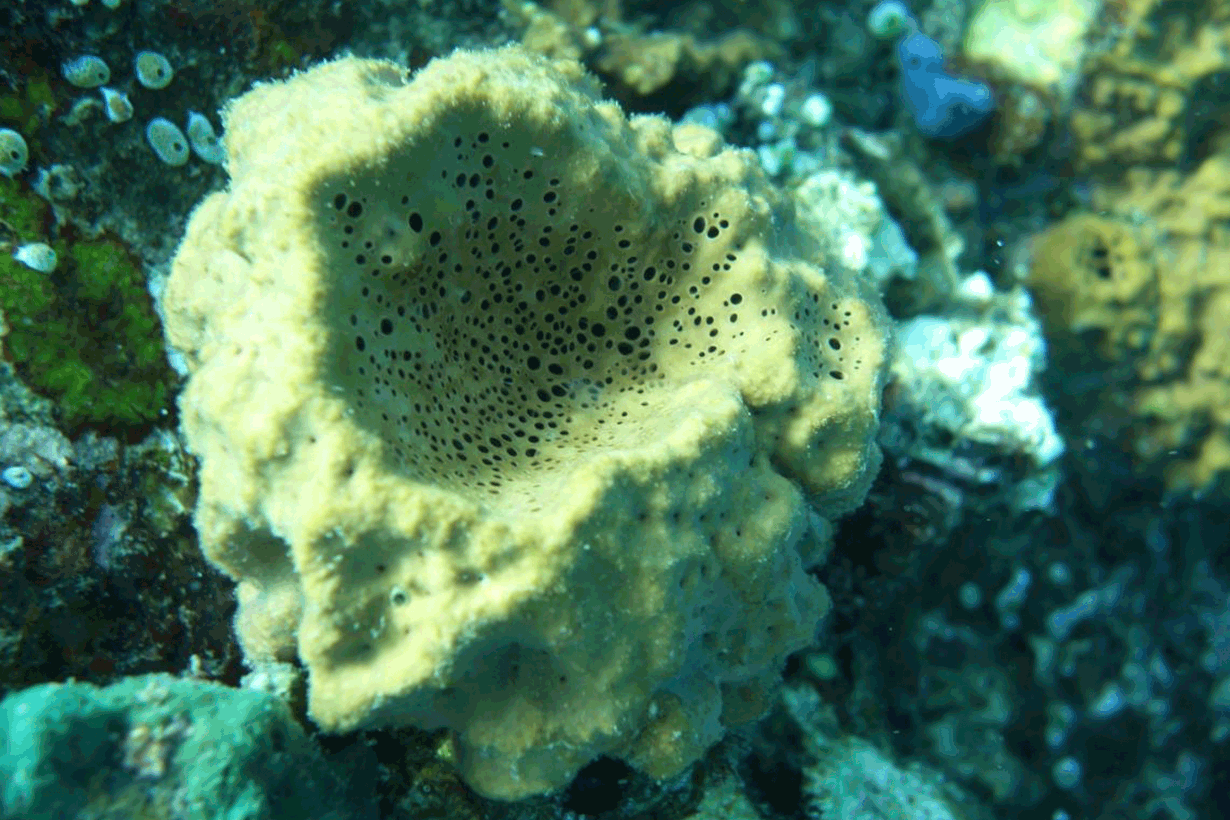 Nykyään elävä piisieni Rhabdastrella globostellata. Kuva: Paco Cárdenas