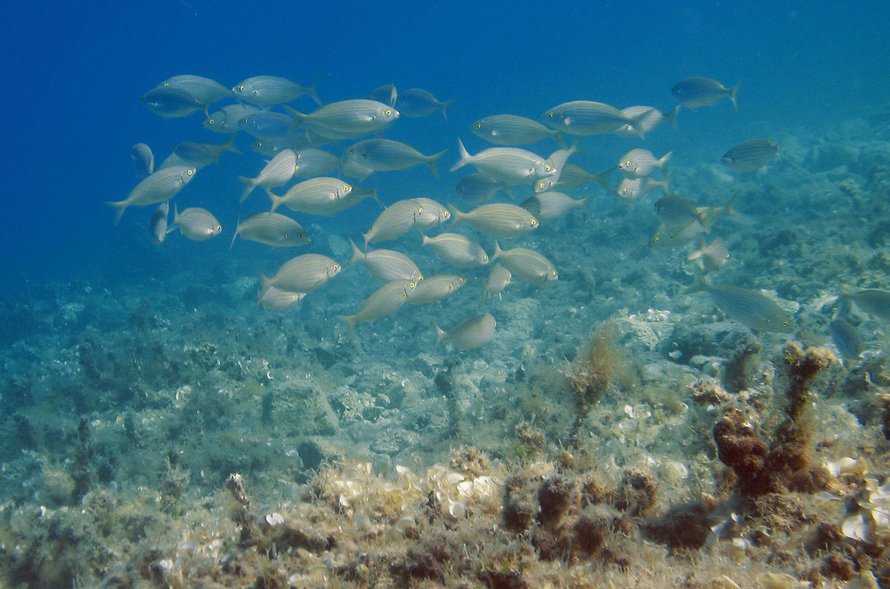 Kuva: <span class="photographer">Wikimedia Commons</span>