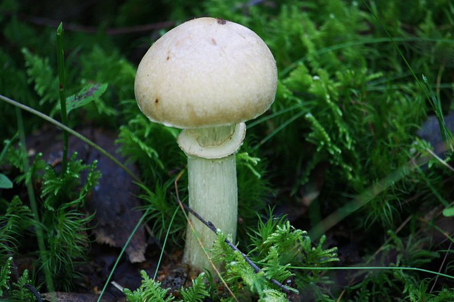 Puistoissakin voi sienestää, mutta varo valkeita sieniä. Kuvassa on kehnäsieni, mutta sitä muistuttava valkoinen kärpässieni tappaa. Kuva Anneli Salo / Wikimedia Commons.