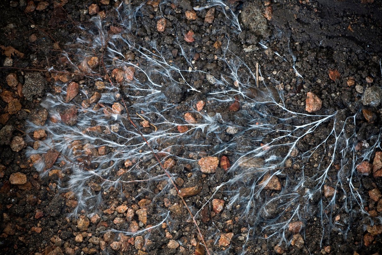 Muutos kytee maassa. Kuva: Alamy/MVPhotos