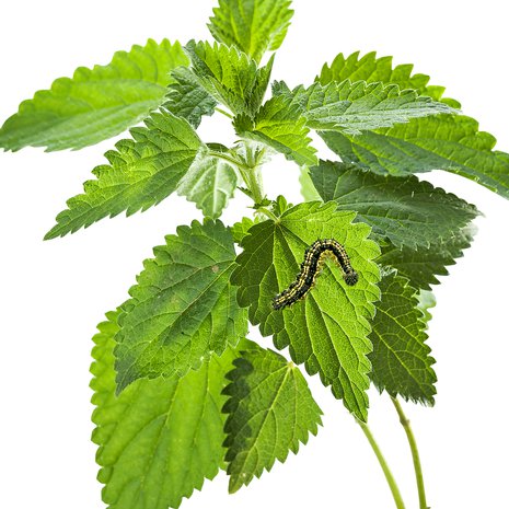 Kuva Shutterstock ja Wikimedia Commons
