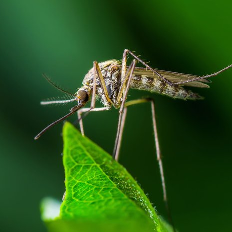 Ei kuulu menyyseen. Kuva: <span class="photographer">Getty Images</span>