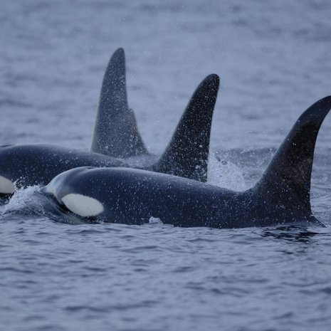 Miekkavalasnaaraat elävät vielä pitkään vaihdevuosien jälkeen. Kuva: <span class="photographer">NOAA Photo Library</span>