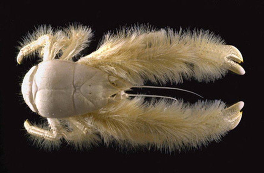 Kuva: <span class="photographer">Ifremer/A.Fifis.</span>