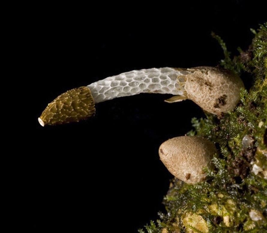 Phallus drewesii viihtyy puun rungoilla. Se kasvaa munamaisesta alusta täyteen mittaansa noin neljässä tunnissa. Kuva: <span class="photographer">Brian Perry</span>