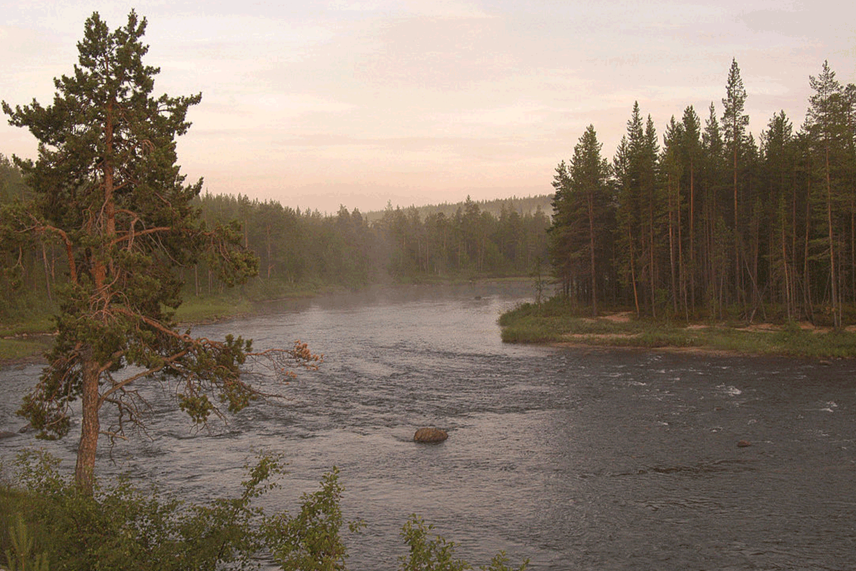 Ilmaston historiaa luetaan puiden vuosilustoista. Kuvassa Luttojoen mäntymaisemaa. Kuva: Risto Varhe/Wikimedia Commons