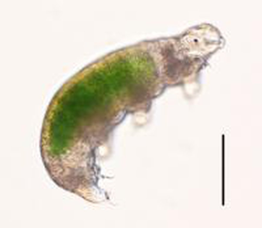 Acutuncus antarcticus -karhukainen virkosi jäisestä tilasta. Mittajana vastaa 0,1 millimetrin pituutta. Kuva: <span class="photographer">Tsujimoto et al. 2016 Cryobiology (photo by Megumu Tsujimoto (NIPR))</span>