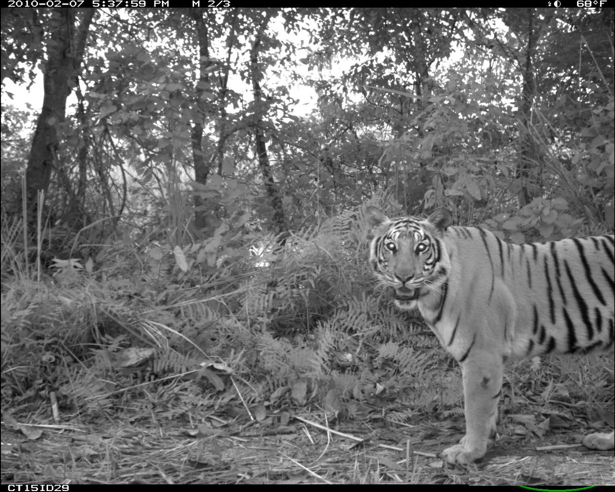 Begalintiikerin (Panthera tigris) ikuisti liikkestä aktivoituva kamera.