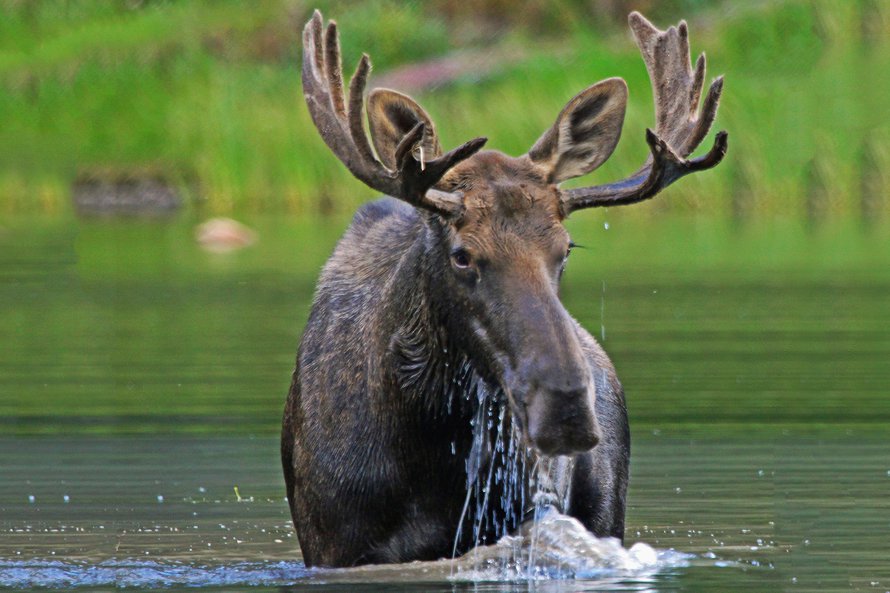 Hirvi ei hikeenny hirvikärpäsistä. Kuva: <span class="photographer">Getty Images</span>