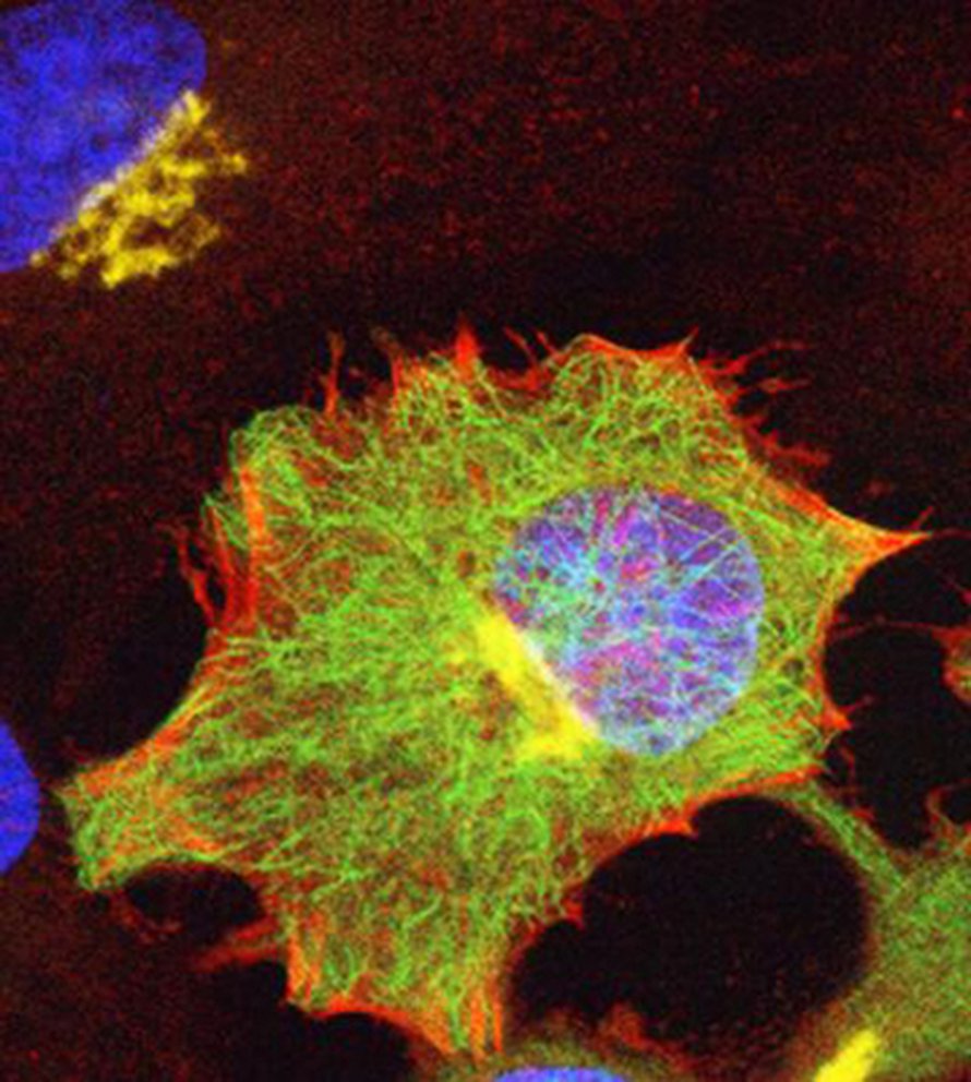 Solu. Kuva: <span class="photographer">National Center for Microscopy and Imaging Research</span>