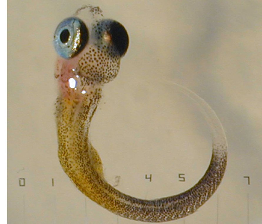 Kuva: <span class="photographer">Terri Mclain</span>