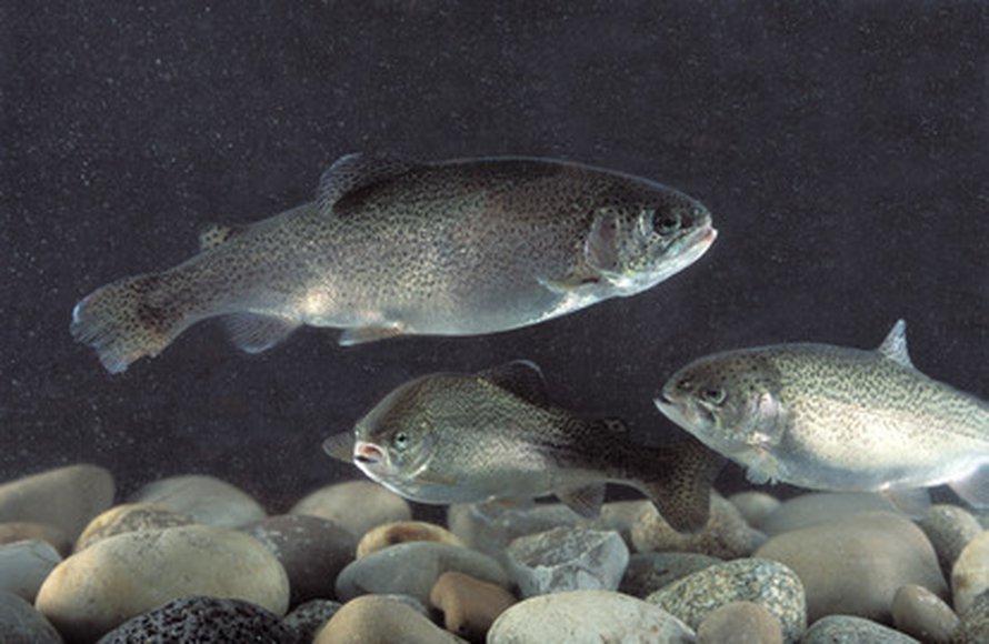 Kuva: <span class="photographer">Stephen Ausmus.
</span>