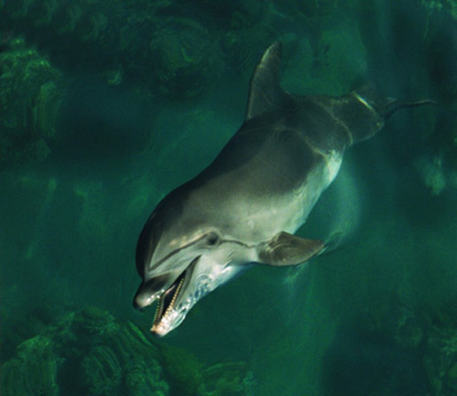 Merien melu häiritsee muun muassa delfiinejä. Kuva: <span class="photographer">Kuvapörssi.</span>