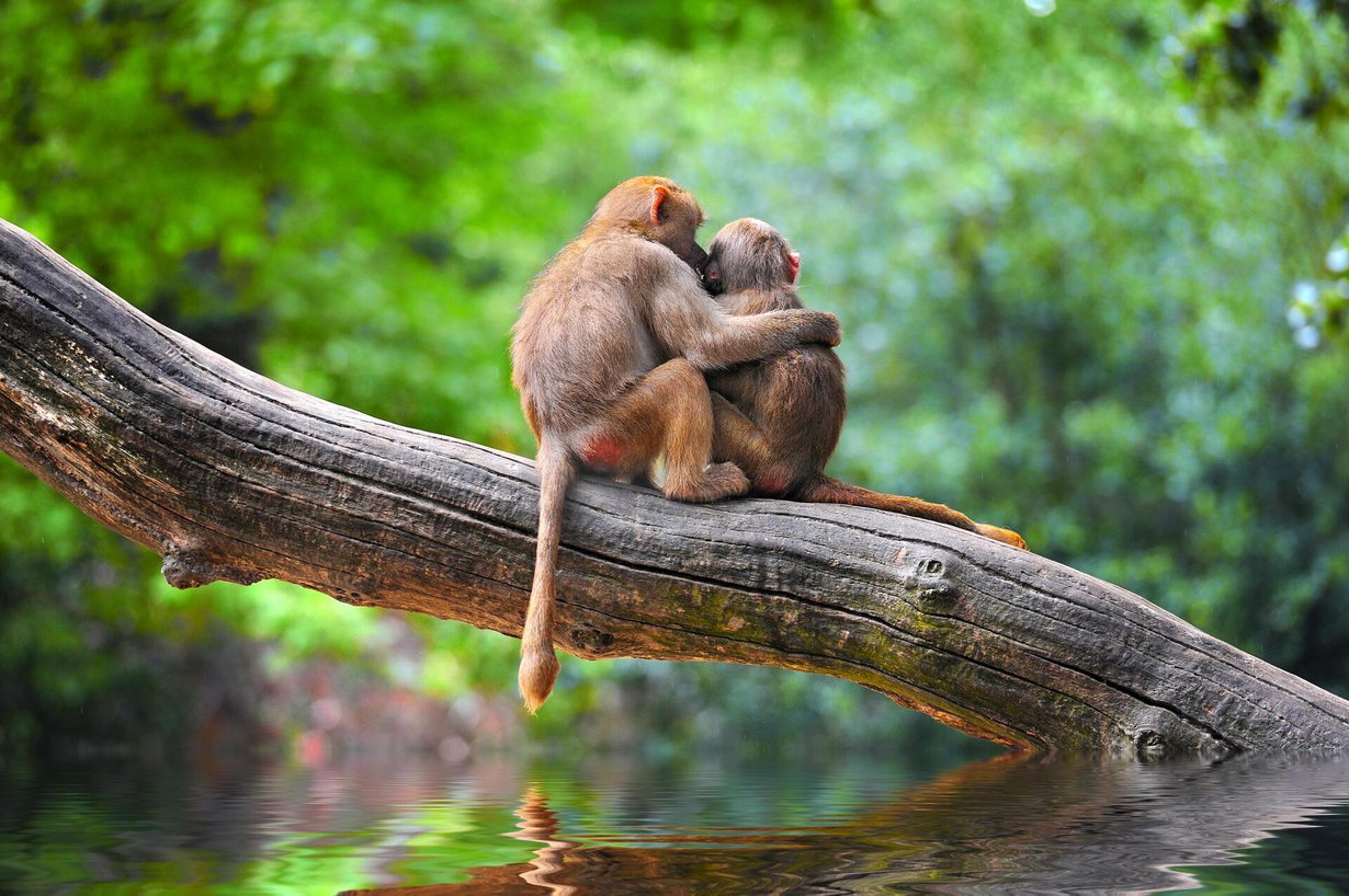 Monilla apinoilla on häntä vaan ei ihmisapinoilla. Kuva: Shutterstock