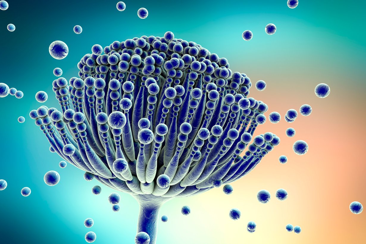 Kosteusvaurion tyyppikasvustoa ovat Aspergillus-homeet. Suvun monet lajit tuottavat hengitysilmaan erilaisia myrkkyjä. Kuva: Shutterstock