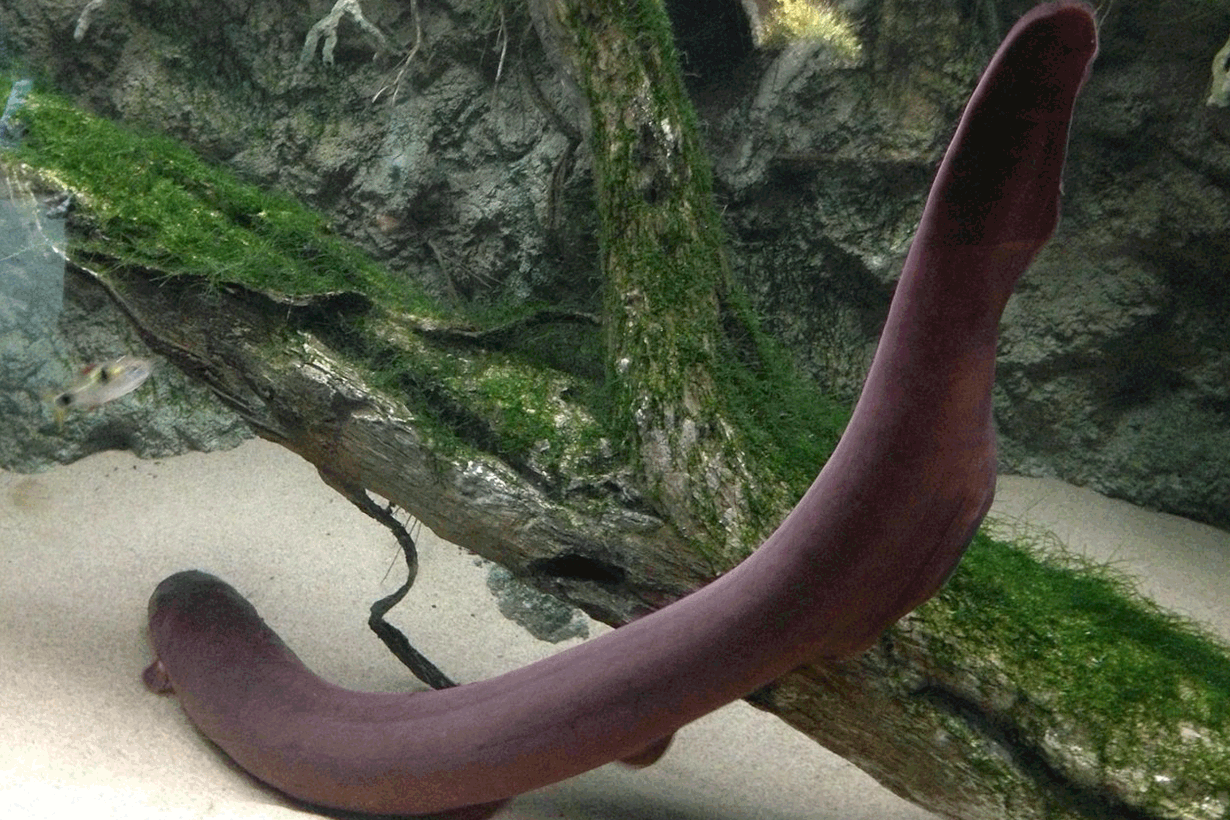 Sähköankeriaan sähköä tuottavat elimet täyttävät melkein koko kalan. Kuva: Wikimedia Commons