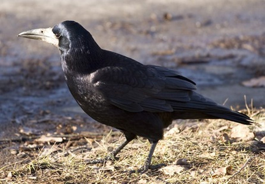 Mustavaris on lintujen älykköliigaa. <A HREF=http://en.wikipedia.org/wiki/File:Corvus_frugilegus_2.jpg>Wikimedia Commons</A>