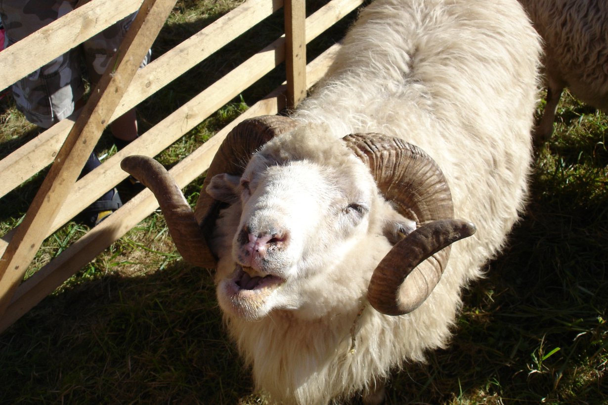 Kuva: Wikimedia Commons