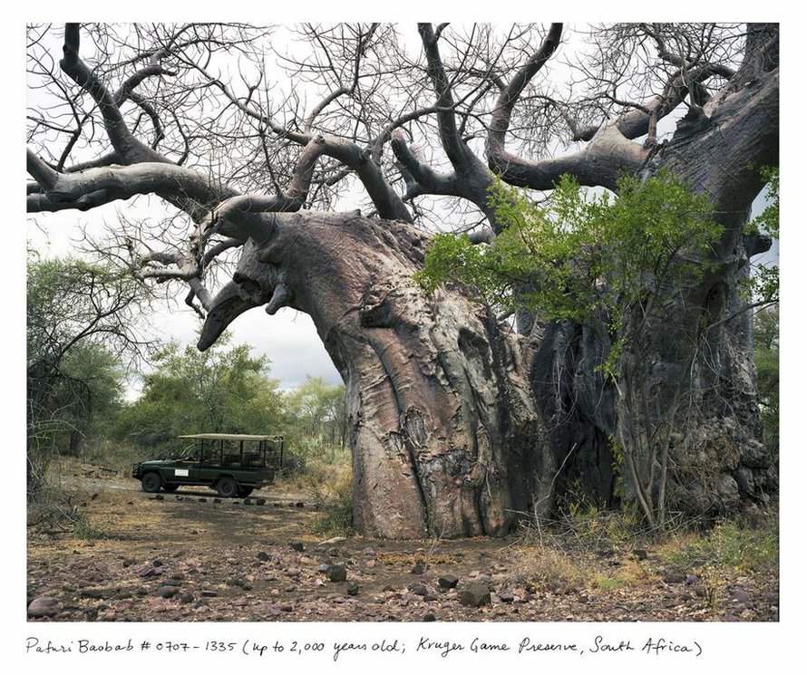 Baobab-puu on kuvattu Kruegerin kansallispuistossa Etelä-Afrikassa. Se on suojeltu ja sitä pääsee katsomaan vain aseistetun vartijan kanssa.