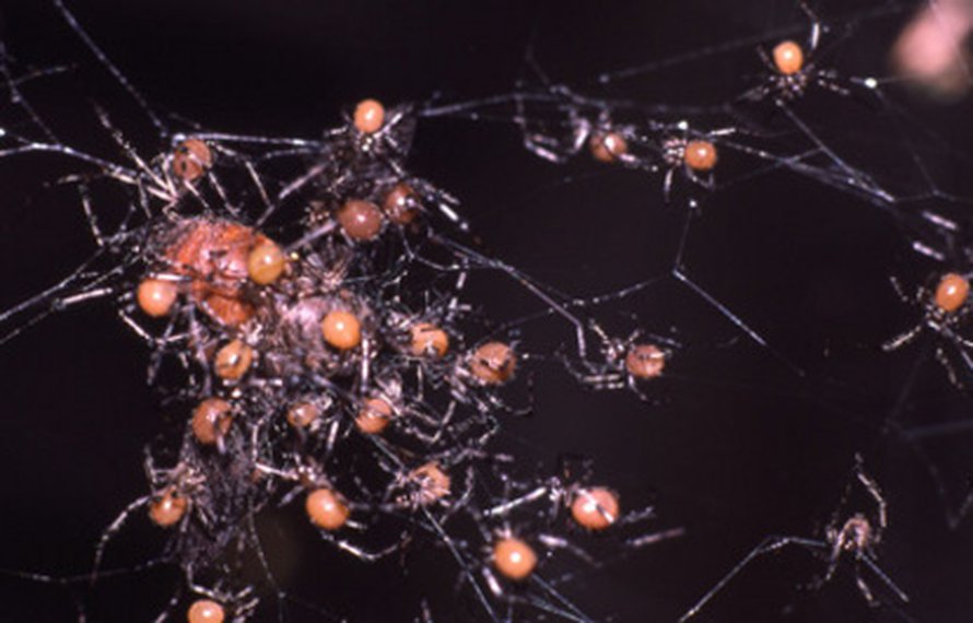 Hämähäkki Theridion nigroannulatum. Kuva: <span class="photographer">Leticia Avilés, University of British Columbia.</span>