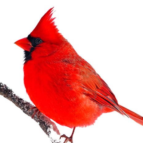 Kuulostaa ihmisten huonolta huumorilta. Kuva Shutterstock.