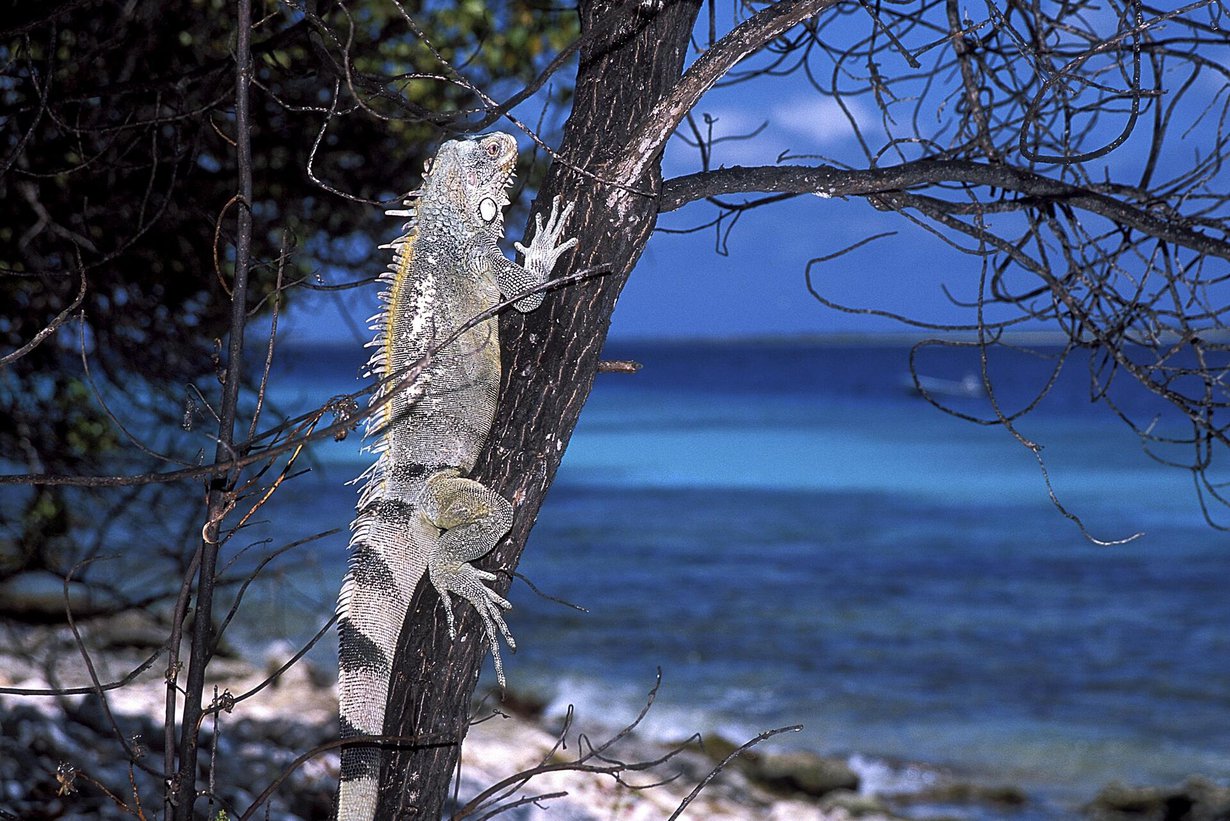 Iguaaneja, kuten kuvan Iguana iguana, tavataan Keski- ja Etelä-Amerikassa sekä Karibialla. Tämä yksilö kuvattiin Hollannin Antilleilla. Kuva: CLAY COLEMAN / SCIENCE PHOTO LIBRARY