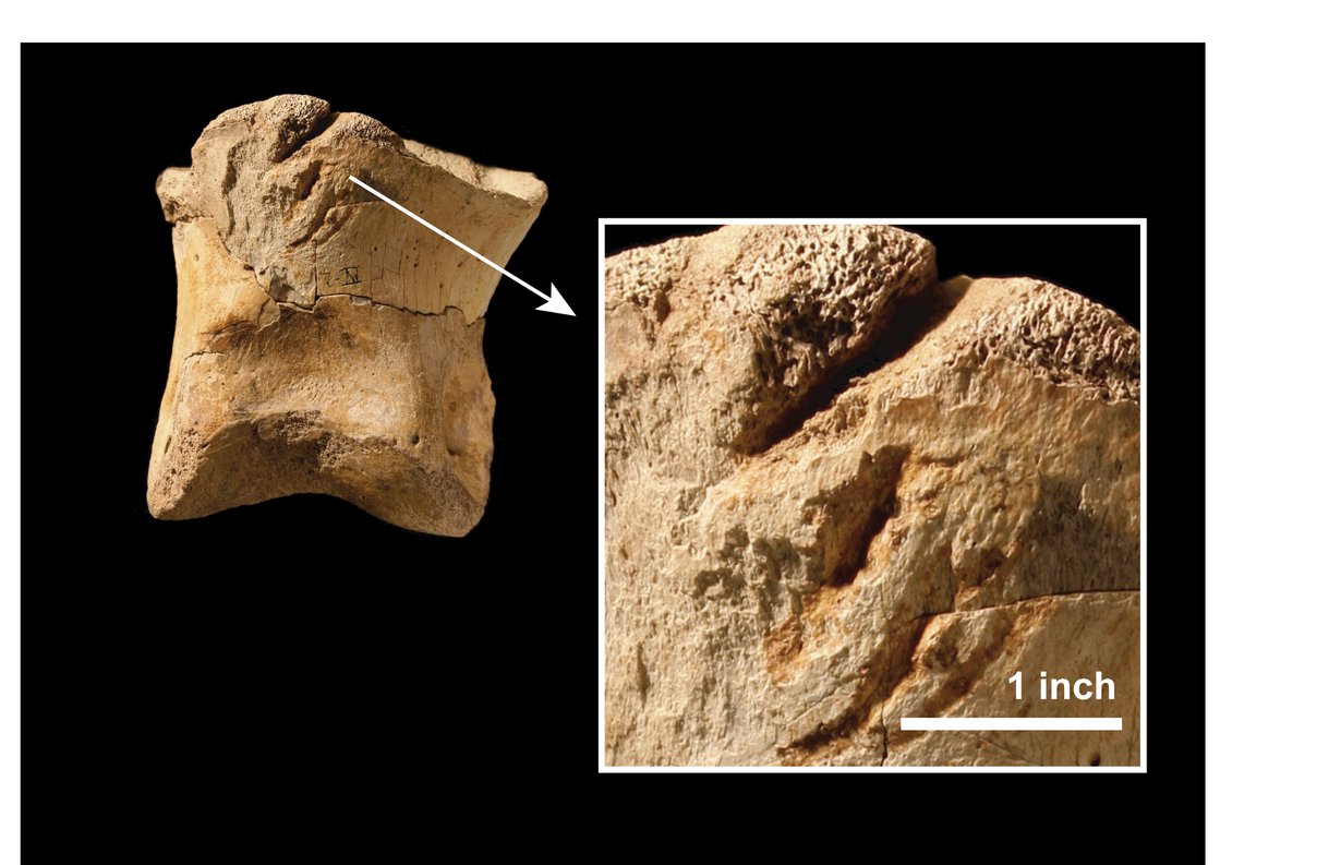 T. rex oli ainoa Pohjois-Amerikassa 65 miljoonaa vuotta sitten elänyt peto, joka pystyi tekemään kuvassa näkyvät syömisjäljet.