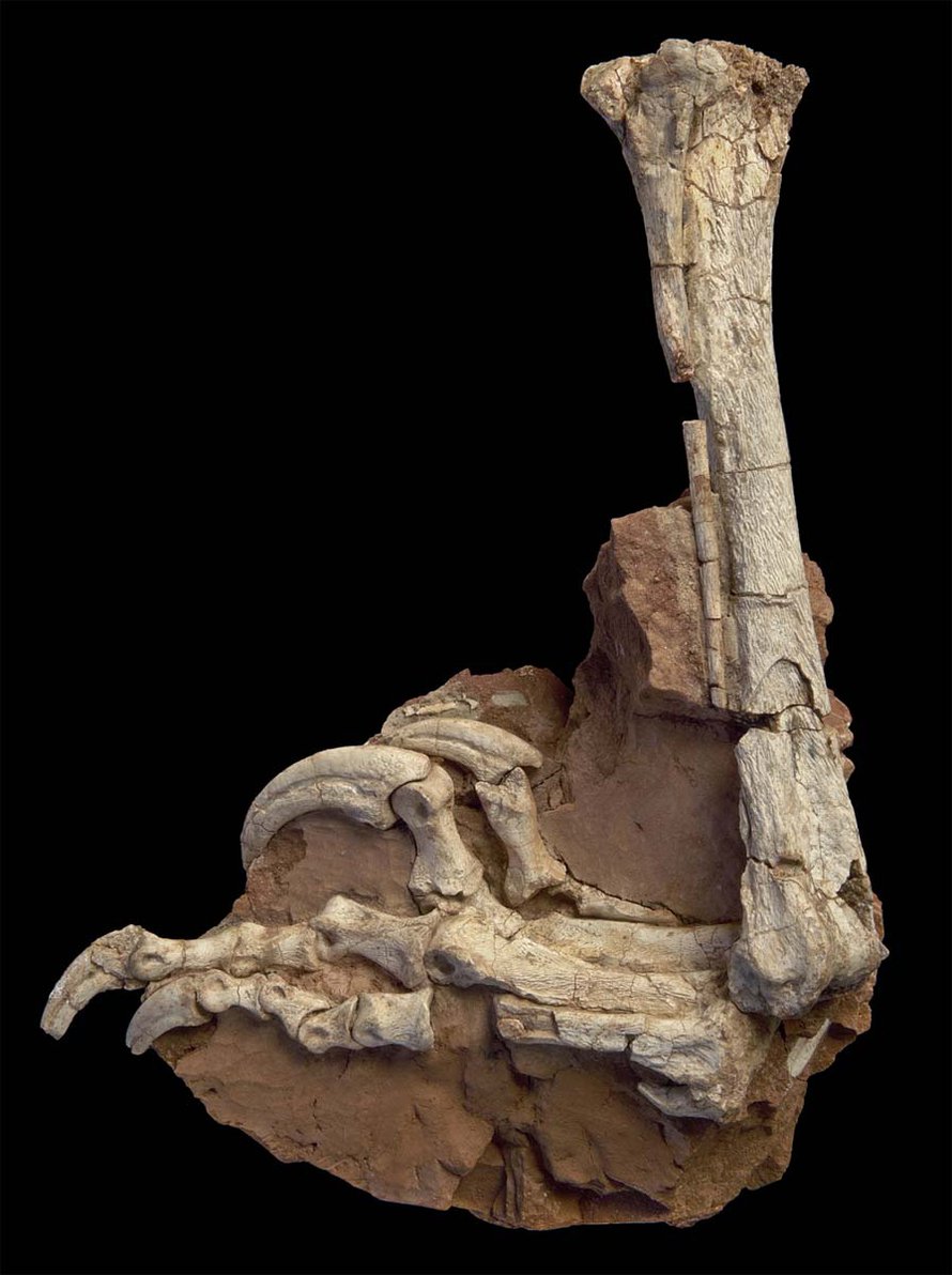 Balaur bondoc pystyi repimään saaliinsa "venyttämällä" etuvarpaansa sirppimäistä kynttä.