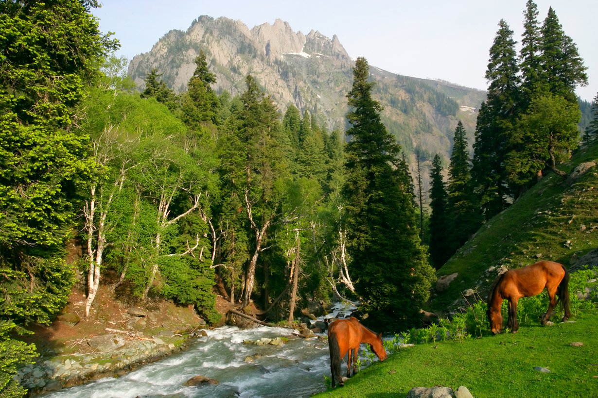 Hevon kaunistelee osoitetta. Kuva: Shutterstock