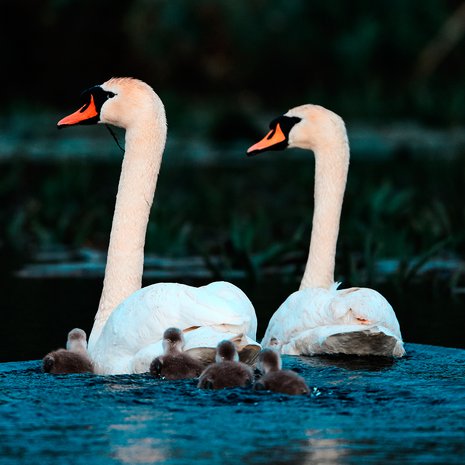 Varmasti ydinperhe. Kuva: <span class="photographer">Getty Images</span>