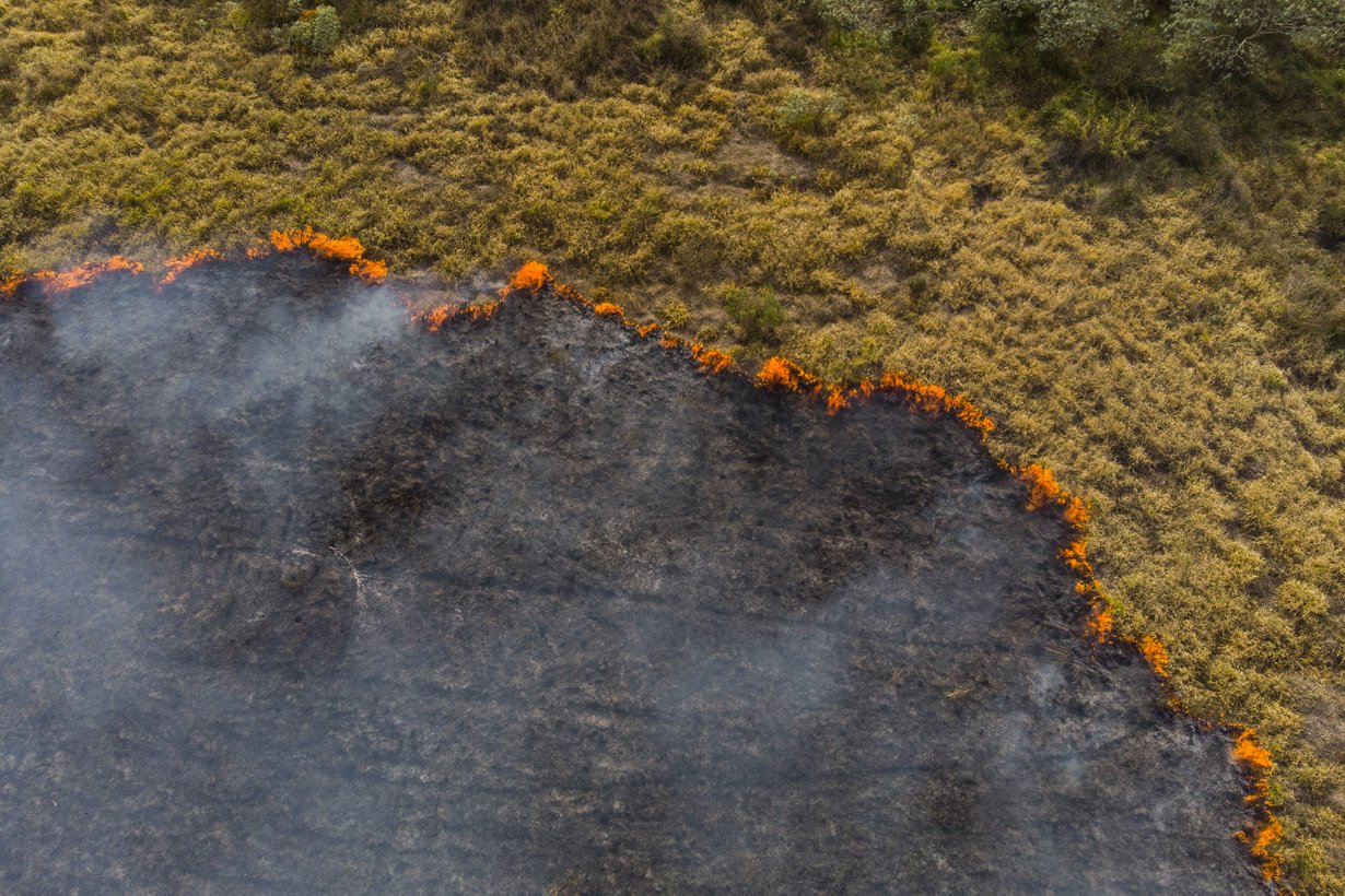 Brasiliassakin palot harvenivat – kunnes metsän raivaus viljelymaaksi kiihtyi uudelleen 2010-luvulla. Kuva Getty Images