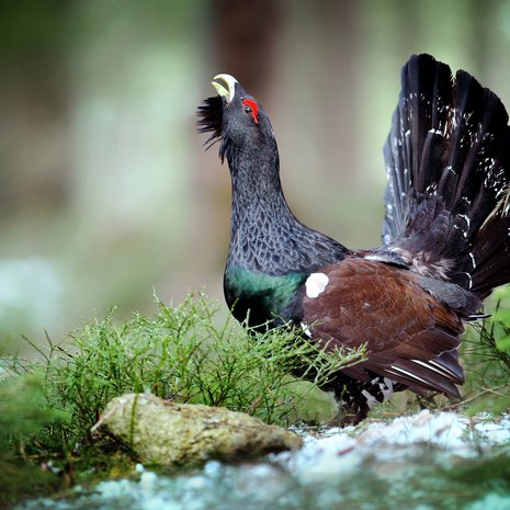 Metsokukko pärjää puoli vuotta männynneulasilla. Kuva: <span class="photographer">Shutterstock</span>