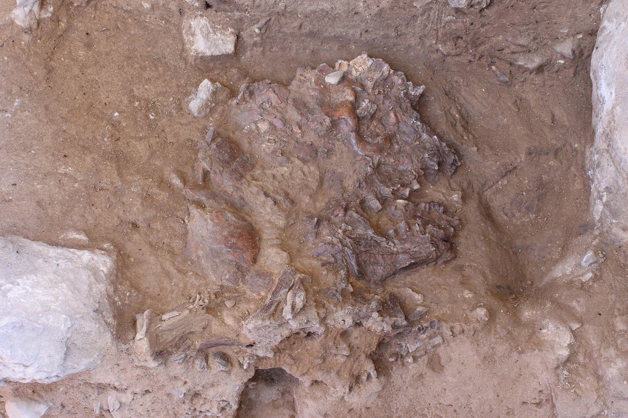 Haudasta löytyi muun muassa neandertalinihmisen kallo, joka on litistynyt vuosituhansia painuneiden maakerrosten alla. Kuva: GRAEME BARKER